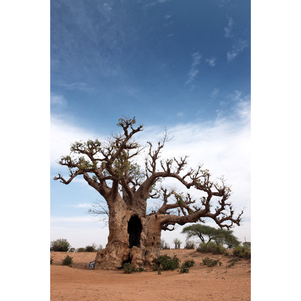 Ebern Designs Big Tree Wrapped Canvas Photograph Wayfair